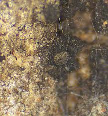 Attēlu rezultāti vaicājumam “Craterium leucocephalum var. scyphoides spores”