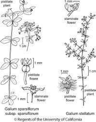 Attēlu rezultāti vaicājumam “Galium schultesii flower”