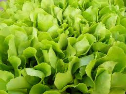 Image result for Kopfsalat