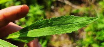 Attēlu rezultāti vaicājumam “Solidago virgaurea leaf”