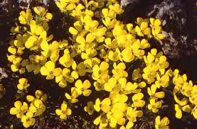 Attēlu rezultāti vaicājumam “Erysimum hieracifolium flower”