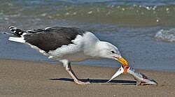 Attēlu rezultāti vaicājumam “Larus marinus adult”