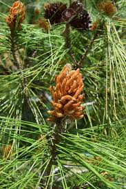 Attēlu rezultāti vaicājumam “Pinus mugo male flower”