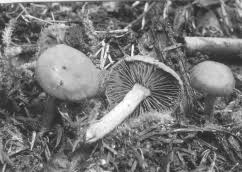 Attēlu rezultāti vaicājumam “Arrhenia spatulata”