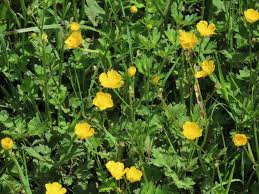 Attēlu rezultāti vaicājumam “Ranunculus acris fruit”
