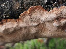Attēlu rezultāti vaicājumam “Phellinus laevigatus”