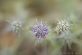 Attēlu rezultāti vaicājumam “Chenopodium polyspermum var. acutifolium flower”