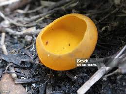 Attēlu rezultāti vaicājumam “Caloscypha fulgens”