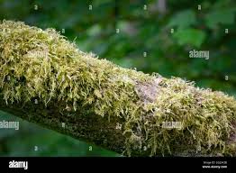 Attēlu rezultāti vaicājumam “Brachythecium”