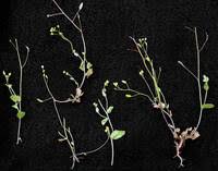 Attēlu rezultāti vaicājumam “Draba nemorosa fruit”