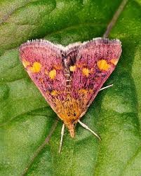 Attēlu rezultāti vaicājumam “Pyrausta aurata”