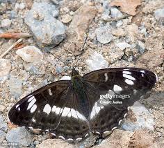 Attēlu rezultāti vaicājumam “Limenitis camilla”