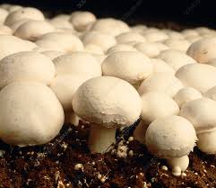 Attēlu rezultāti vaicājumam “Agaricus”