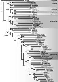 Attēlu rezultāti vaicājumam “Trichia longipalpis spores”