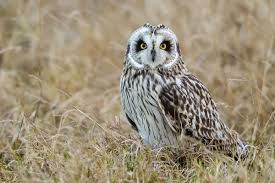 Attēlu rezultāti vaicājumam “Asio flammeus adult”