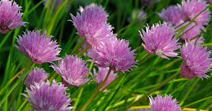 Attēlu rezultāti vaicājumam “Allium schoenoprasum fruit”