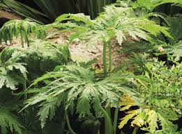 Attēlu rezultāti vaicājumam “Ligularia sibirica leaf”