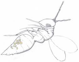 Attēlu rezultāti vaicājumam “Aleurochiton aceris nymph”