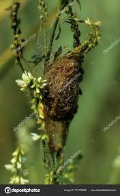 Attēlu rezultāti vaicājumam “Saturnia pavonia cocoon”