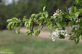 Attēlu rezultāti vaicājumam “Pyrus pyraster”