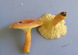 Attēlu rezultāti vaicājumam “Lactarius”