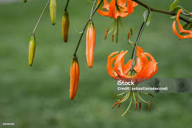 Attēlu rezultāti vaicājumam “Lilium lancifolium bud”