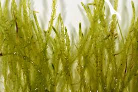 Attēlu rezultāti vaicājumam “Straminergon stramineum”