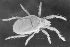 Attēlu rezultāti vaicājumam “Acari”