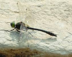 Attēlu rezultāti vaicājumam “Cordulia aenea”