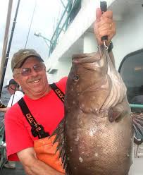 Image result for Hyporthodus niveatus