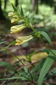 Attēlu rezultāti vaicājumam “Melampyrum pratense”