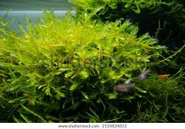 Attēlu rezultāti vaicājumam “Fontinalis antipyretica”