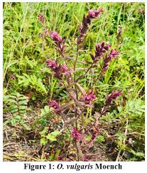 Attēlu rezultāti vaicājumam “Odontites vulgaris fruit”