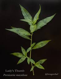 Attēlu rezultāti vaicājumam “Persicaria maculosa leaf”