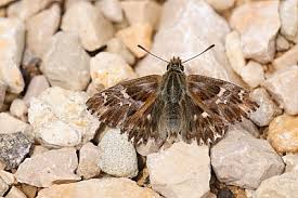 Attēlu rezultāti vaicājumam “Carcharodus floccifera upperside”