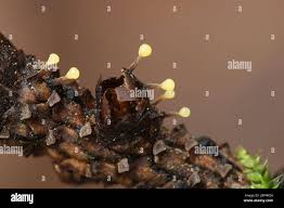 Attēlu rezultāti vaicājumam “Physarum album stalked”