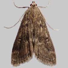 Attēlu rezultāti vaicājumam “Parapoynx stratiotata”