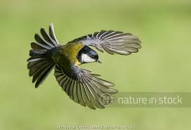 Attēlu rezultāti vaicājumam “Periparus ater”