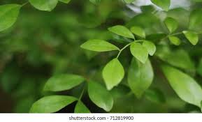 Attēlu rezultāti vaicājumam “Lonicera caerulea var. pallasii leaf”