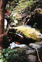 Koi - Wikipedia, the free encyclopedia
