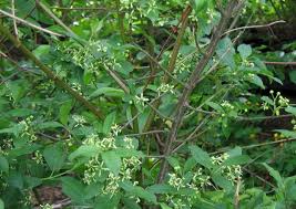 Attēlu rezultāti vaicājumam “Euonymus europaeus”