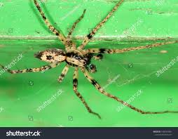 Attēlu rezultāti vaicājumam “Anyphaena accentuata”