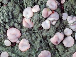 Attēlu rezultāti vaicājumam “Icmadophila ericetorum”