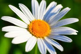 Attēlu rezultāti vaicājumam “Leucanthemum vulgare”