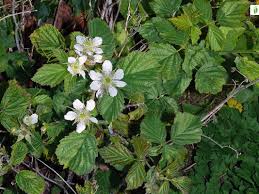 Attēlu rezultāti vaicājumam “Rubus caesius flower”