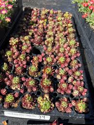 Attēlu rezultāti vaicājumam “Jovibarba globifera fruit”