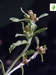 Attēlu rezultāti vaicājumam “Gnaphalium uliginosum leaf”