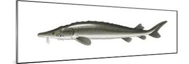 Image result for Acipenser fulvescens