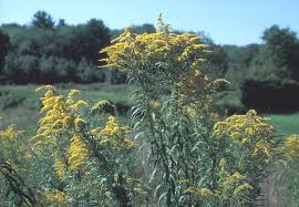 Attēlu rezultāti vaicājumam “Solidago canadensis flower”