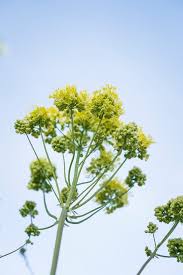 Attēlu rezultāti vaicājumam “Thalictrum flavum fruit”